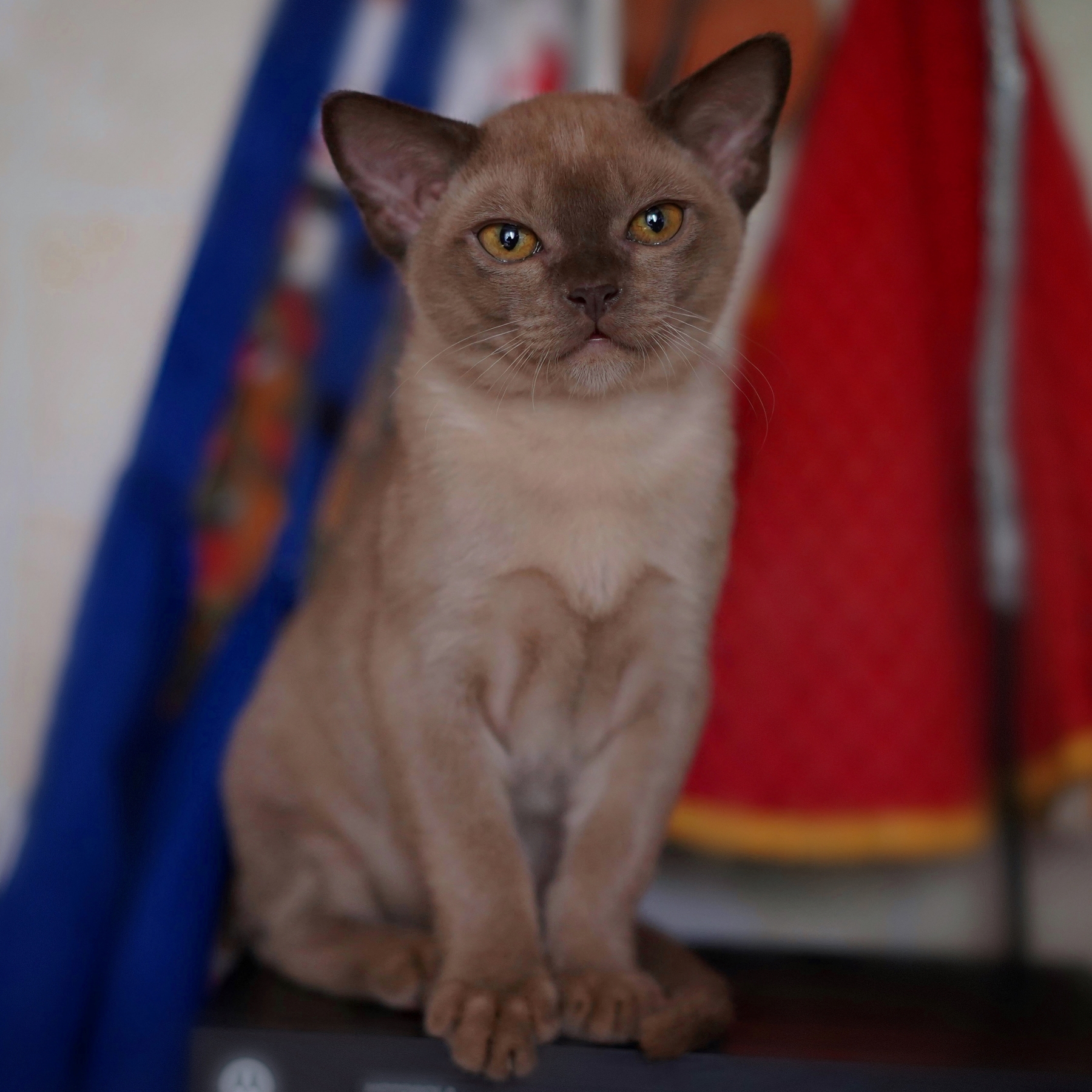 питомник бурманский котенок купить в лучшем в москве.JPG